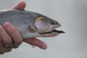 Winter time Cutthroat Trout