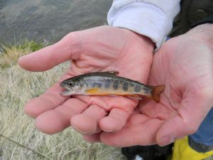 Baby Brook Trout (3)